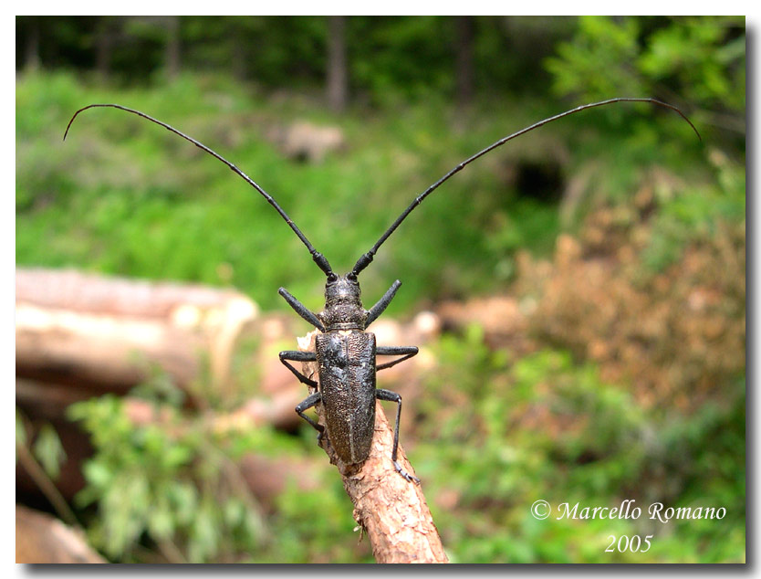 Monochamus sartor, Cerambicide delle Alpi orientali